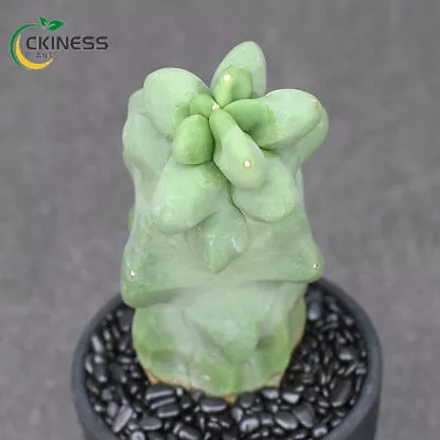 8-10cm Pachycereus Schottii Cactus Succulent Plants Home Bonsai Decor • $49.49