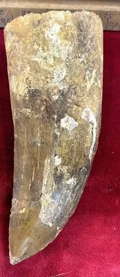 Rare Carcharodontosaurus Dinosaur Tooth T Rex Cousin 95 Mil Yrs Fossil 3 1/8” • $94.99