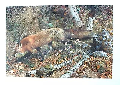 Carl Brenders Hand Signed Numbered Limited Edition Pathfinder Red Fox 1991 • $146.29
