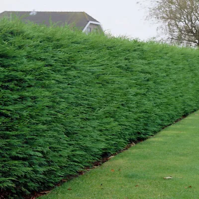 Green Leylandii Hedging Plants 30-50cm Leyland Dense Evergreen Hedge Potted • £29.99