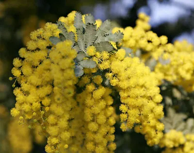 20 Seeds Acacia Baileyana Mimosa Of Bailey • £13.99