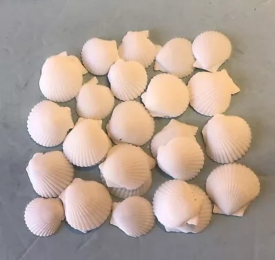 25 Very White 1” Scallop Seashells Hand Picked Washed Jewelry Crafts Shell Art • $12.95