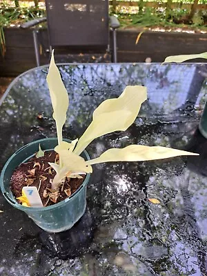£11.50 • Buy 1x HOSTA WHITE FEATHER Plantain Lily Hardy Perennial  Plant NICE PLANT