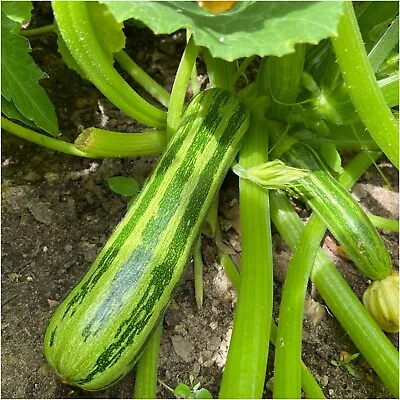 Zucchini 'COCOZELLE' 10+ Seeds HEIRLOOM Vegetable Courgette BUSH Zuchinni Squash • $4.99