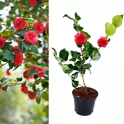 Camellia Blood Of China Plant - 20-35cm In Height - Evergreen Shrub - 9cm Pot • £9.90