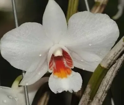 $23 • Buy Species Orchid - Dendrobium Wattii