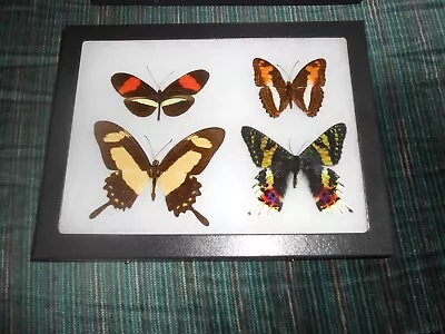 Real Framed Mounted  Butterflies Urania Ripheus Dragonfly In 6x8 Riker  #m34 • $37