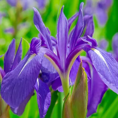 Iris Laevigata - Pond Plant In 9cm Pot - Japanese Water Iris Marginal Plant • £10.99