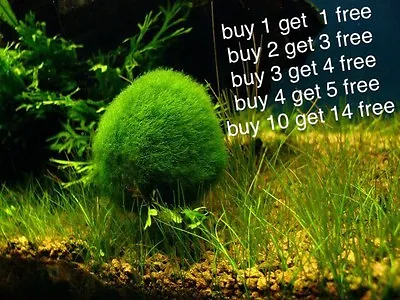 Wow Marimo Moss Balls 1.6 Inch(4cm) (Cladophora) Live Plant Aquarium Tank In USA • $69.78