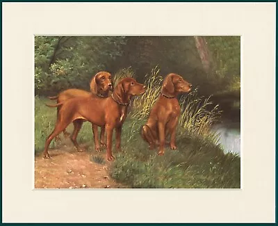 Hungarian Vizsla Dog Group Lovely Print Mounted Ready To Frame • $8.83