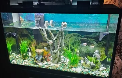60 Gallons Fish Tank With Fishes Local Pick Up Only  • $50