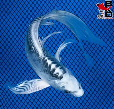 5  BUTTERFLY KIKOKURYU GHOST Live Koi Fish Garden Pond 3/26 • $20.99