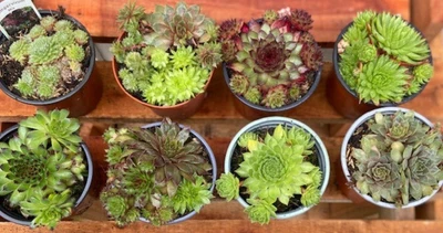 Sempervivum Succulent • £4