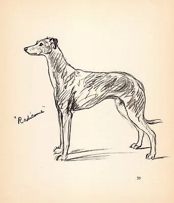 1940 Vintage Greyhound Print Wall Art Decor Lucy Dawson Illustration 5252w • $17.55