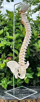 Realistic Human Flexible Spine Spinal Column Skeleton Medical Doctor Model • $146.25