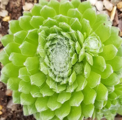 Sempervivum Arachnoideum Minor • £4