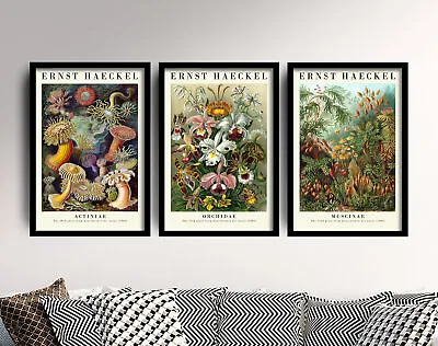 Ernst Haeckel Set Of 3 Art Prints - Botanical Painting Poster Actiniae Muscinae • $61.61