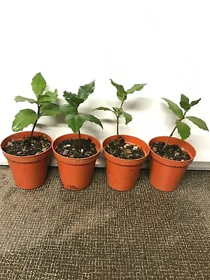 Holm Oak (Evergreen Oak) Trees In 3 Inch Pots 4 Inches High 4 Trees £12.50 • £12.50