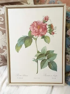 £25 • Buy Botanical Framed Print Of Rosa Turbinata By Pierre Joseph Redoute.