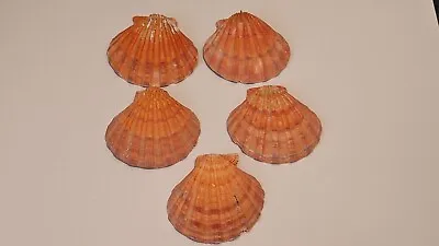 5 Individual Large Lion's Paw Orange Scallop Seashell Shell 5 1/2  • $35