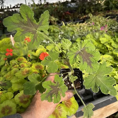 Pelargonium ‘chocolate Mint’! Scented  Geranium! • $9