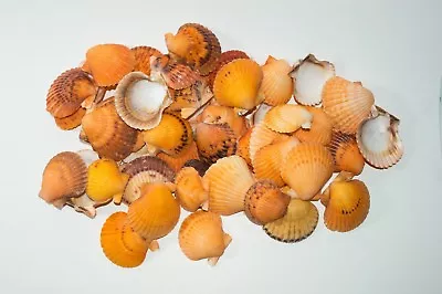 NessaStores Orange Pecten Sea Shell Beach Craft Scallop 2  - 3  (50 PCS )#JC-031 • $21.99