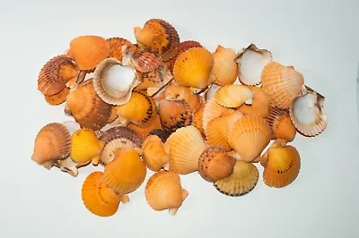 Orange Pecten Sea Shell Beach Craft Scallop 2  - 3  (200 Pcs) #JC-31 • $58.99