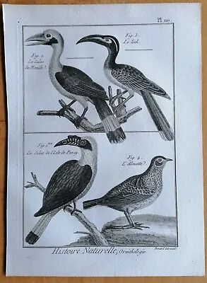 Hornbill Calao - Original Bird Engraving Bernard - 1790 • £19.30