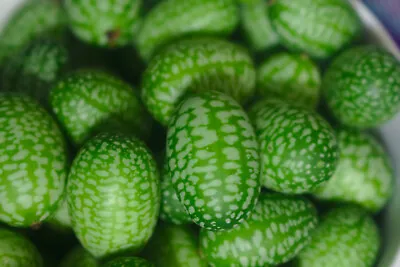 10 Cucamelon Mouse Melon Sour Gherkin Seeds | Melothria Scabra RARE MINI's • $2.49