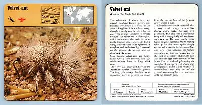 Velvet-Ant - Insects - 1970's Rencontre Safari Wildlife Card • $1.25