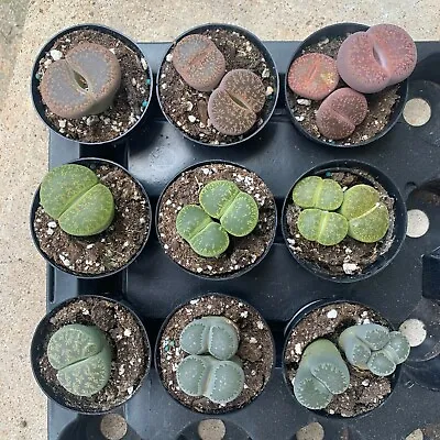 $13.99 • Buy Lithops  Living Stones  Split Rocks Fully Rooted Free Shipping