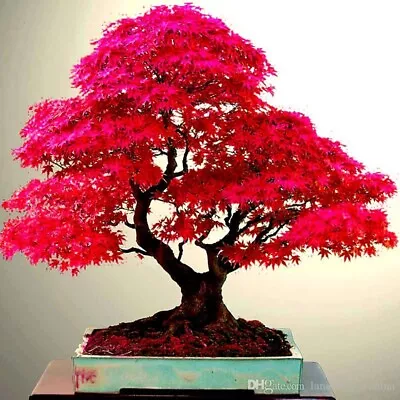 $3.63 • Buy 10 Seeds Red Japanese Maple Tree SEEDS ARE HULLED FOR FASTER GROWTH