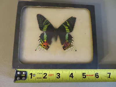 Vintage Rare Real Butterfly Entomology 1950's Unknown Specimen • $15