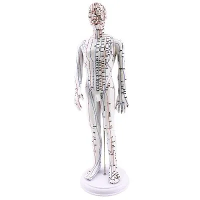Human Body Acupuncture Model Male Meridians Chart Laboratory Supplies 50cm • $71.79