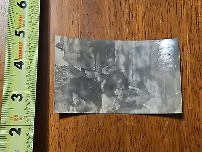 Rare Old Vintage Photo Dog Shadow Abstract Bard • $0.99