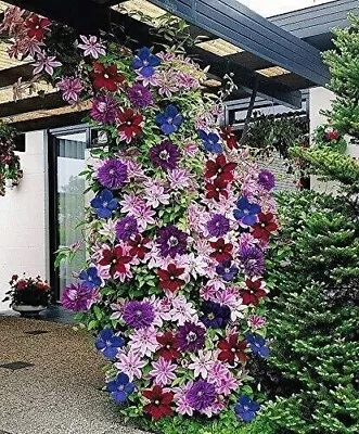 Mixed Colors Clematis Beautiful Flowers Gardening 25 Seeds • $4.50