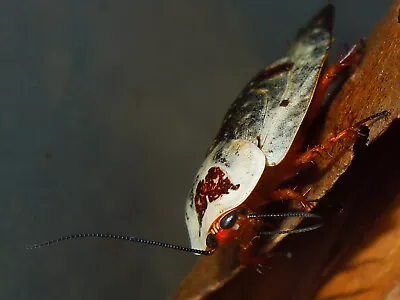 20 Chrome Roaches (Gyna Caffrorum) - Live Pet Feeder Insect • $30