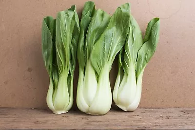 3000 CHINESE WHITE STEM PAK CHOI Bok Choy Chinese Cabbage Seeds Non-GMO USA  • $3.97