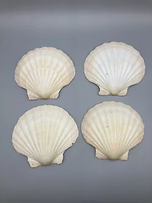 $15 • Buy Lot 4 Scallop Sea Shells Large 5” Beach Decor Craft Baking Serving