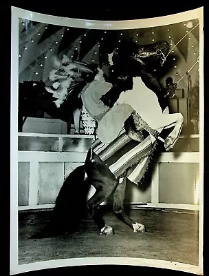  Original Vintage Circus Photo 8x10 Watkin's Chimpanzees Riding Horse Florida • $9.95