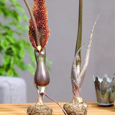 Arum Cornutum Voodoo Lily Flower Bulb - Deer Resistant Perennial Ships From USA • $18.53