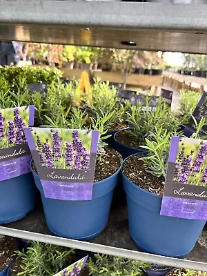 1x 2L English Lavender  Hidcote Herb Lavender Plants Outdoor Garden Ready • £15.99