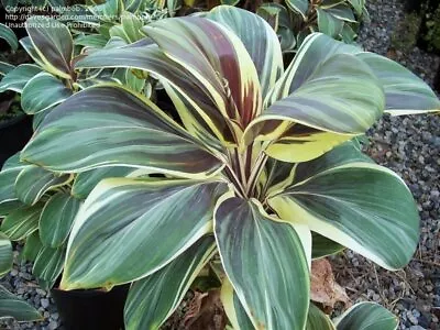 **MISS ANDREA** Cordyline Terminalis Hawaiian Ti Plant**AKA Good Luck Plants • $19.99