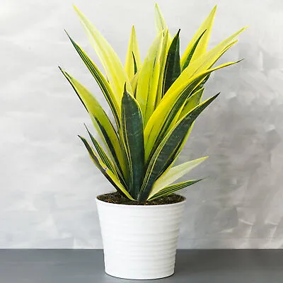 Sansevieria Golden Flame - Snake Plant | Best Indoor Plants | 30-40cm With Pot • £14.99