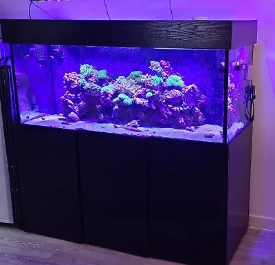 Marine Aquarium Full Set Up 6x2x2 6ft X 2ft X 2ft Tangs Clowns Angels CUC  • £750