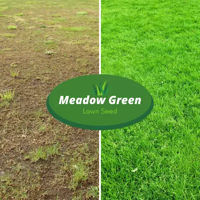 Meadow Green Grass Seed Hard Wearing Lawn Seeds Premium Tough Fast Growing • £1.82