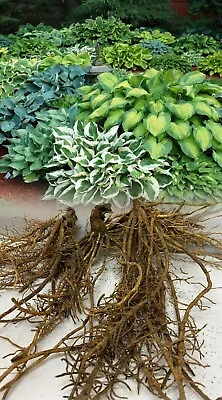 5 Mixed Hosta Plantain Lily Grade 1 Bare Roots Hardy Garden Perennial Roots • £12.75