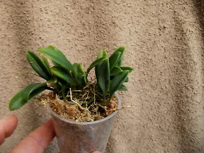 Rare Porroglossum Dalstroemii Orchid Plant  FS In 6 Cm Pot Mini • £25