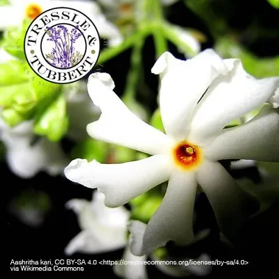 Rare Night-flowering Jasmine Nyctanthes Arbor-tristis 4 Seeds UK SELLER • £8.99