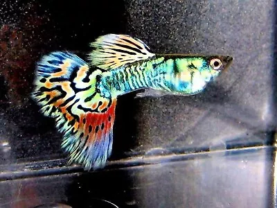 $24.99 • Buy Guppy Fish - Guppy Fry (6 Fry) *Highest Quality* Live Guppies Nebula Steel Fish